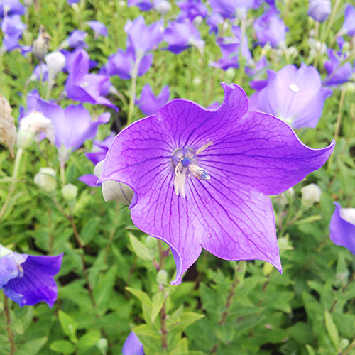 キキョウ紫花